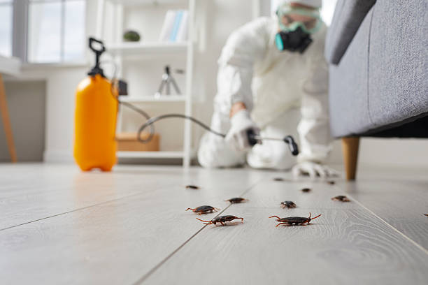 Commercial Kitchen Cockroach Control in Minoa